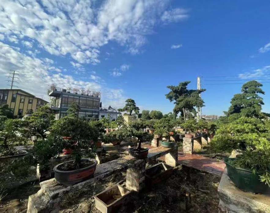 东莞市时进农业发展有限公司