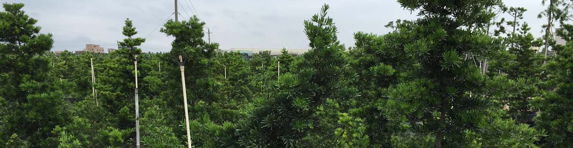 东莞市时进农业发展有限公司